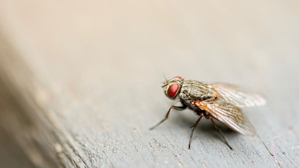 Mosca. Foto: Unsplash.