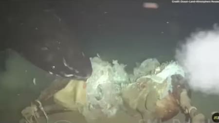 Lanzaron a una vaca al fondo del mar para simular el hundimiento de una ballena, pero hallaron una especie nunca vista en esa región