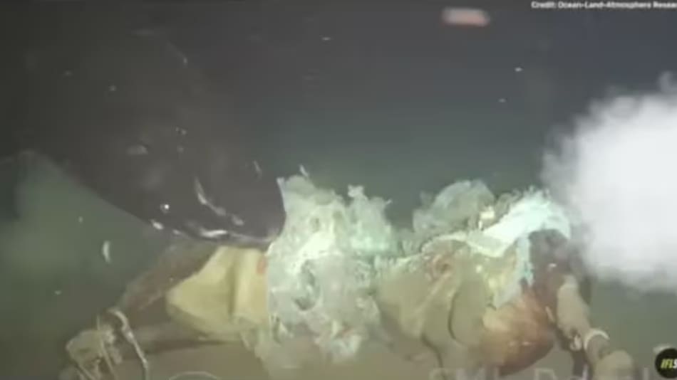 Lanzaron una vaca al mar y fue comida por tiburones