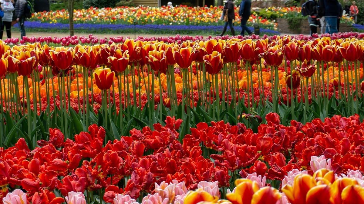 Keukenhof, el parque de tulipanes más famoso de Europa que solo abre ocho semanas al año.