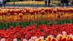 Primavera en Países Bajos: así es Keukenhof, el parque de tulipanes más famoso de Europa que solo abre ocho semanas al año