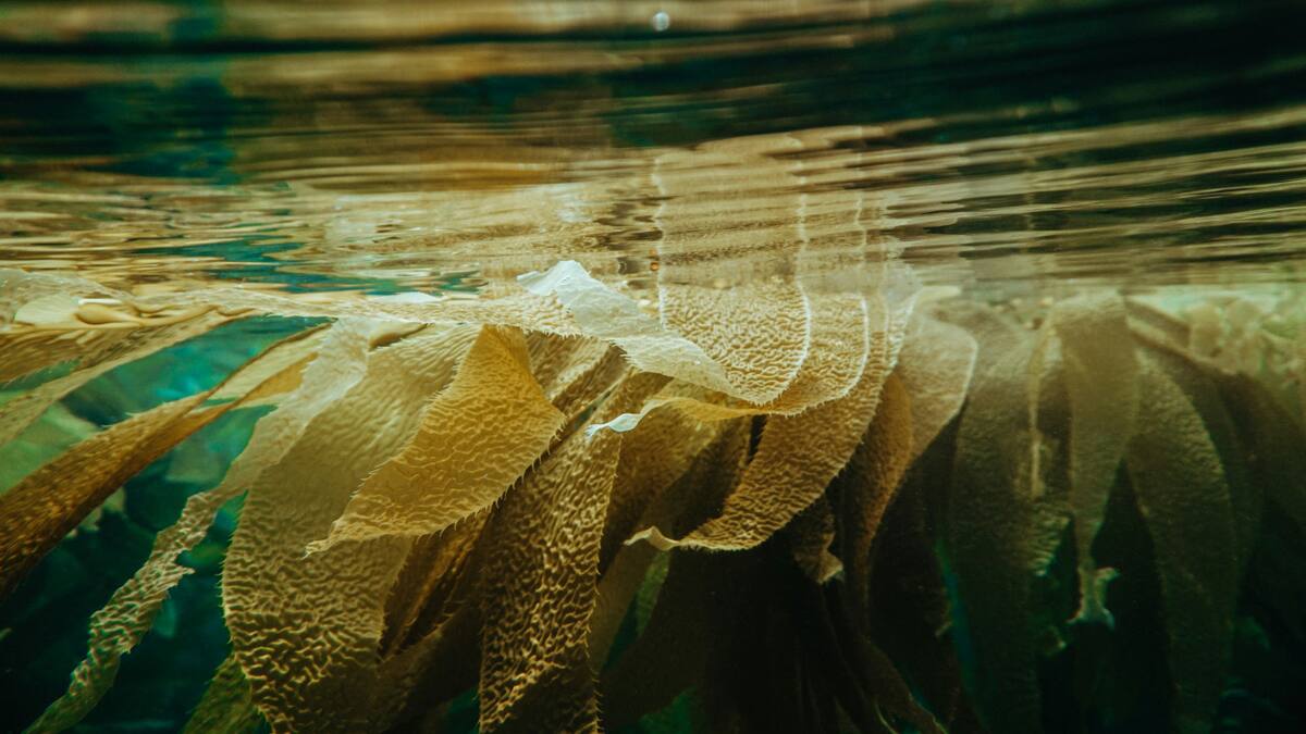 Algas. Foto: Unsplash.