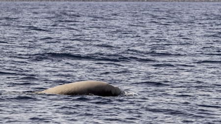 Un estudio llama a prevenir las amenazas para los cetáceos en el Mediterráneo. Foto: EFE.