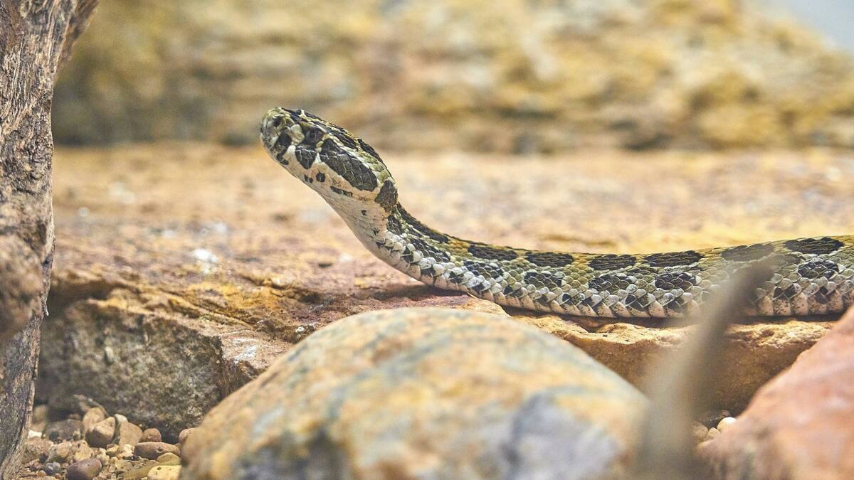Serpiente. Foto Unsplash.