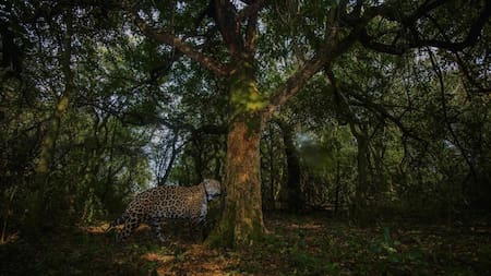 Segundo ejemplar de yaguareté silvestre liberado. Foto: Télam.
