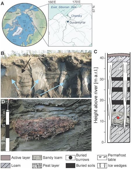 El gusano fue descubierto en Siberia. Foto: PLOS Genetics.