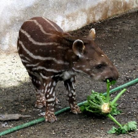 Tapir. Fuente: Wikimedia
