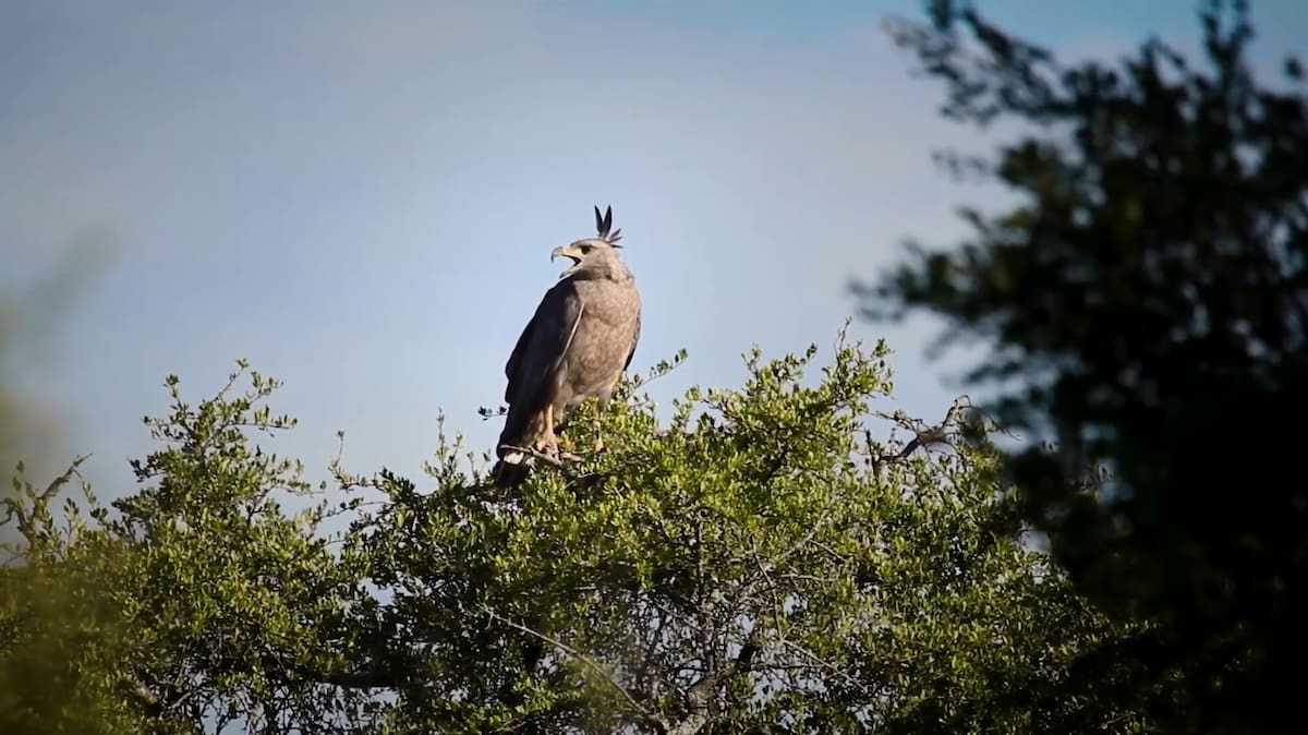 Encontraron muerta a un águila coronada y sospechan que fue víctima de cazadores furtivos.