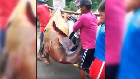 Video viral: pescadores hallan pez 'monstruo' y causa terror en la zona