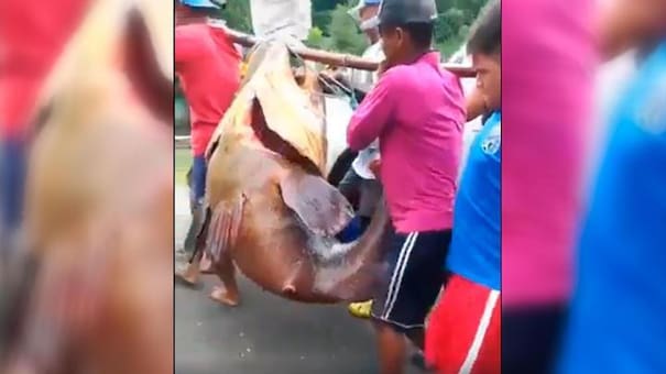 Video viral: pescadores hallan pez 'monstruo' y causa terror en la zona
