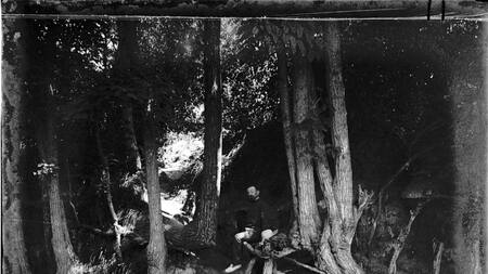 Foto que muestra las raíces que pintó Van Gogh en su último cuadro