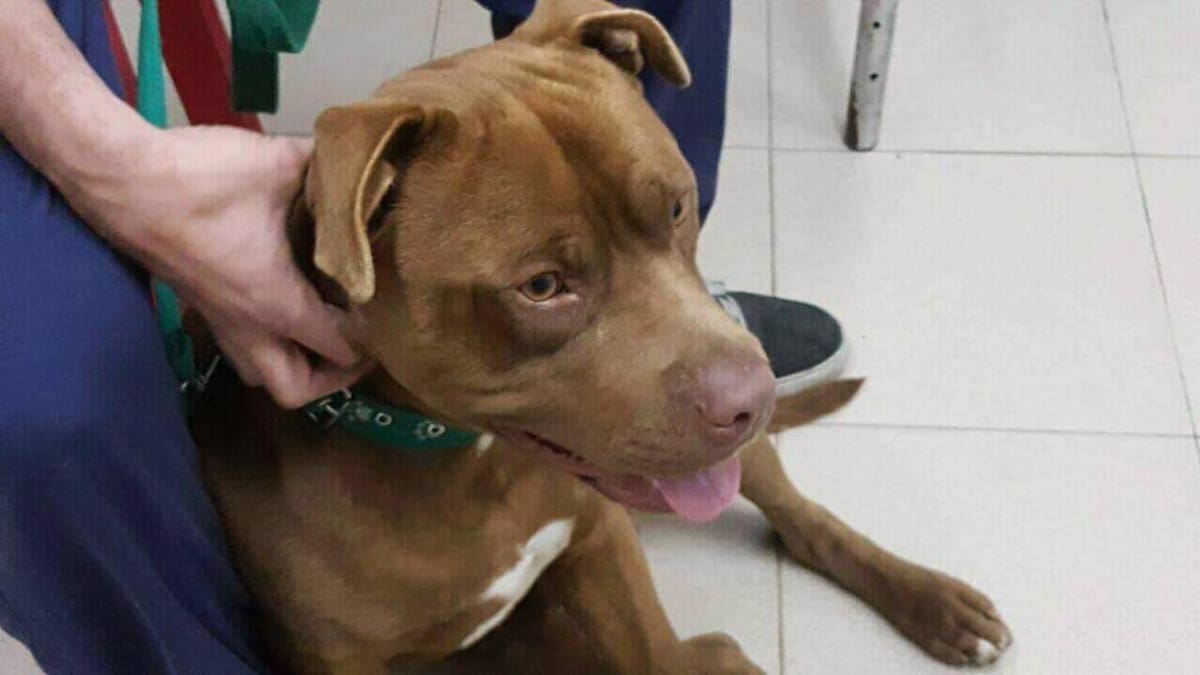 Otra tragedia con un pitbull: un nene de 2 años quedó a cargo de sus hermanitos y murió atacado por su perro