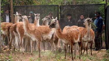 Después de más de un siglo: un histórico animal regresó al Parque Nacional El Impenetrable de Chaco