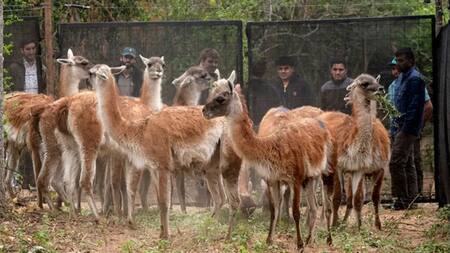 Guanacos en Chaco