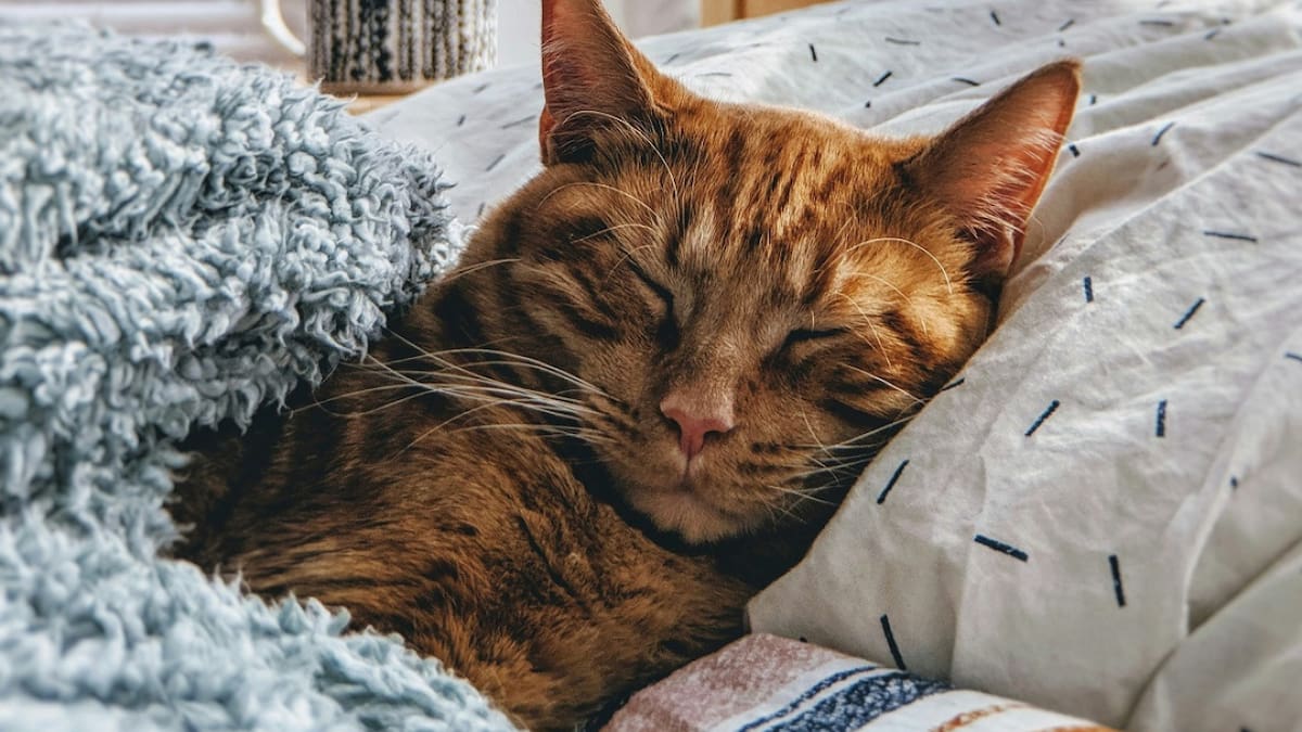 Invierno y mascotas: esta es la temperatura a la que un gato empieza a sentir frío, según expertos