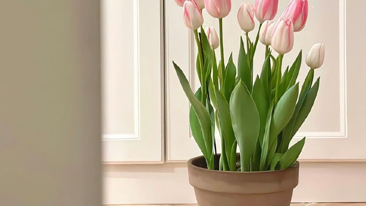Cómo plantar tulipanes en casa: el paso a paso para tener flores coloridas en el jardín