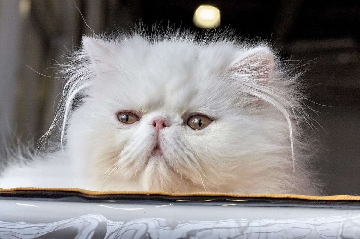 Gato persa. Foto: Unsplash.
