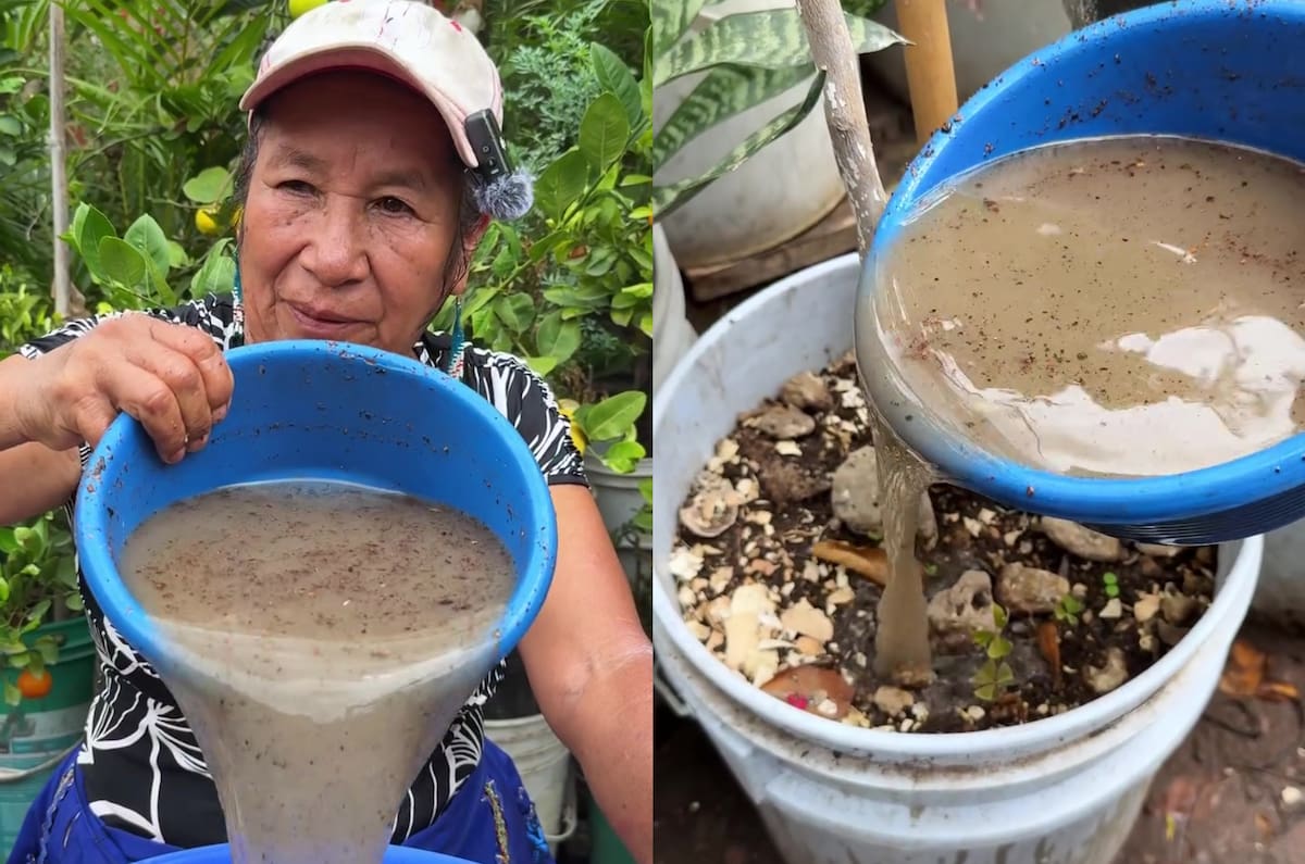 La abuelita Ofelia: “Si le colocas clavos oxidados al tronco de tus frutales, te darán flores y frutos mejores de lo que esperabas: crecerán grandes y jugosos”.