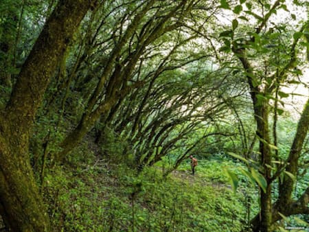 Bosque de Arrayanes, Catamarca. Foto: Geografía de Catamarca.