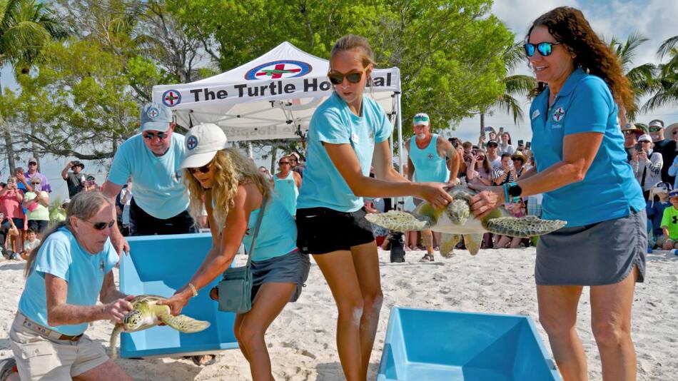 Tortugas marinas. Foto: EFE