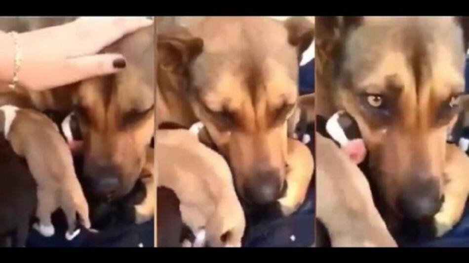 Perros, animales, viral, cachorros