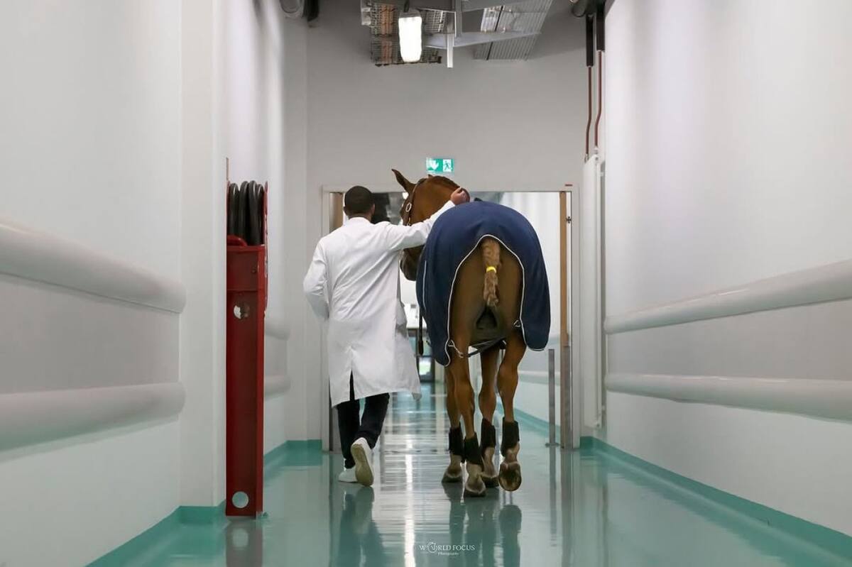 Peyo, el caballo que acompaña a pacientes con cáncer. Fuente: Instagram @docteur_peyo