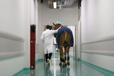 Peyo, el caballo que acompaña a pacientes con cáncer. Fuente: Instagram @docteur_peyo
