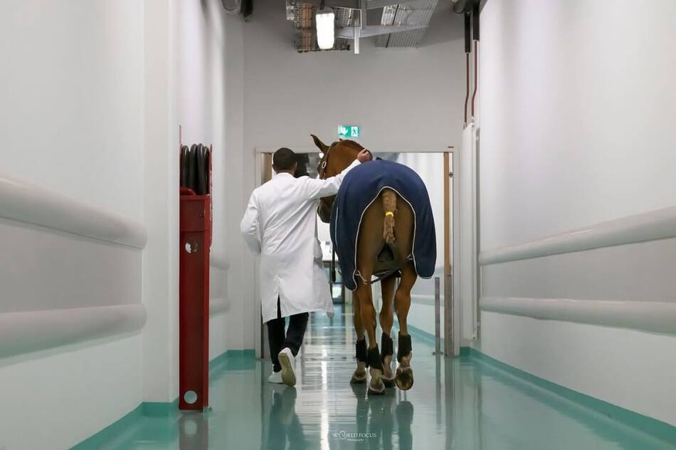 Peyo, el caballo que acompaña a pacientes con cáncer. Fuente: Instagram @docteur_peyo