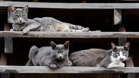 Ciudades dominadas por gatos. Foto: Unsplash.