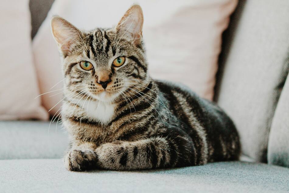 Gatos. Foto: Unsplash.