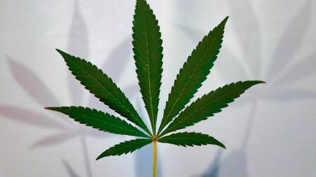 Cannabis. Foto: Unsplash