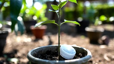 El truco casero que protege las plantas y el jardín: el motivo detrás de colocar una tapita de agua al lado del tallo de las plantas