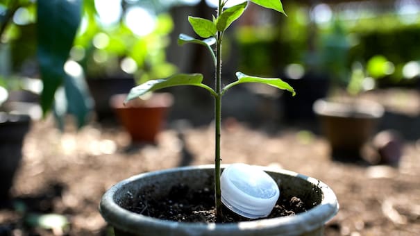 El truco casero que protege las plantas y el jardín: el motivo detrás de colocar una tapita de agua al lado del tallo de las plantas