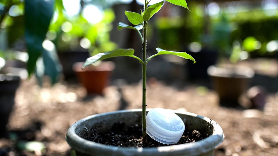 El truco de colocar una tapita de agua al lado del tallo de una planta.