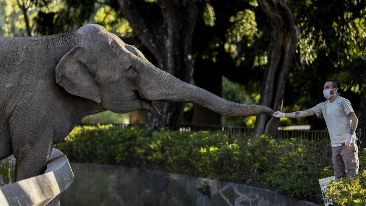 Mara, elefante