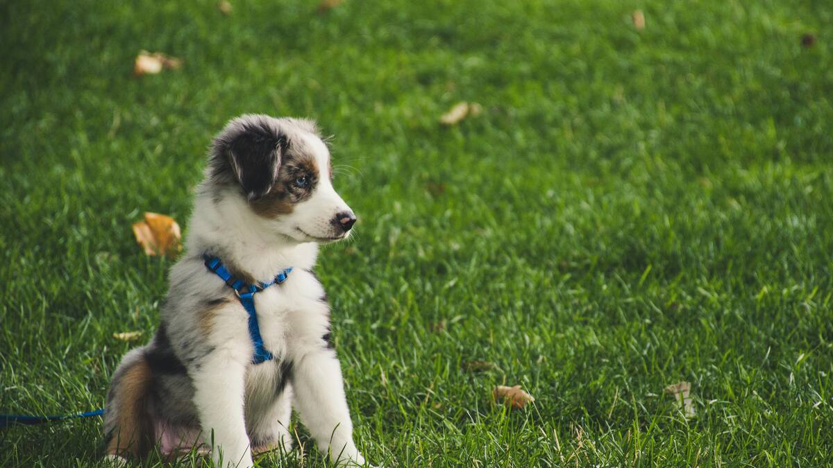 Cachorros, perritos, perro