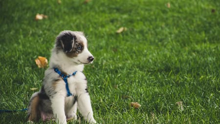 Nuevo cachorro en el hogar: cómo acompañar sus primeros tres meses de vida de forma adecuada