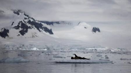 Reducción histórica del hielo marino de la Antártida