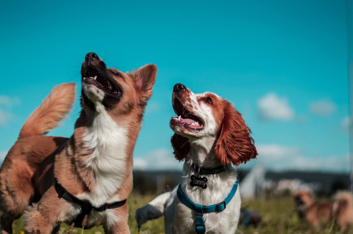 Perros. Foto: Unsplash.