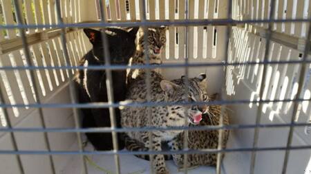 Desarticularon una granja ilegal en Santa Fe: ¿qué encontraron?