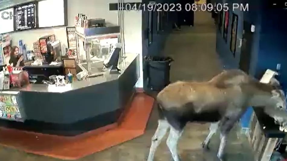 Un ciervo en un cine se volvió viral. Foto: captura.