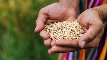 Agricultura, cosechas. Foto: Freepik.