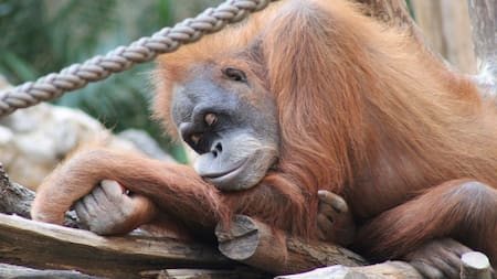 Orangután. Foto: Unsplash