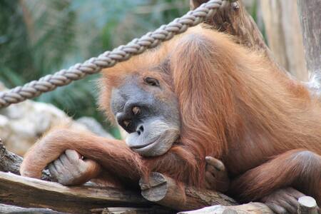Orangután. Foto: Unsplash