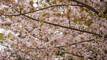 Ideal para casas con jardines pequeños: el árbol de bajo mantenimiento que no levanta el piso con sus raíces