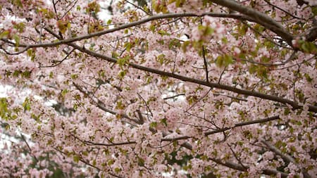 Cerezo de racimos, árbol originario de Europa y Asia.