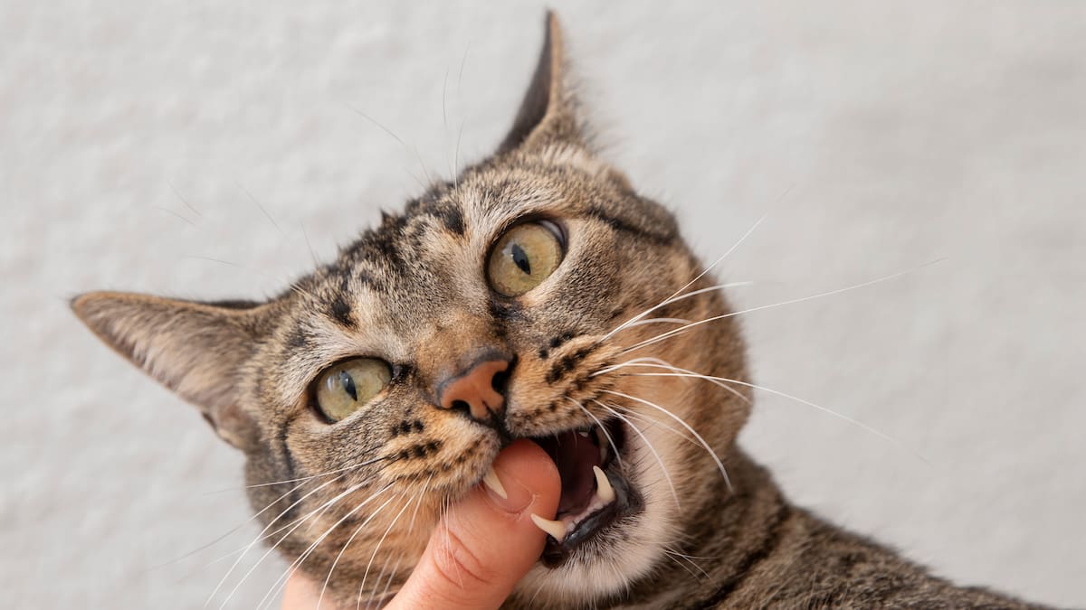 Como cuidar la salud dental de los gatos