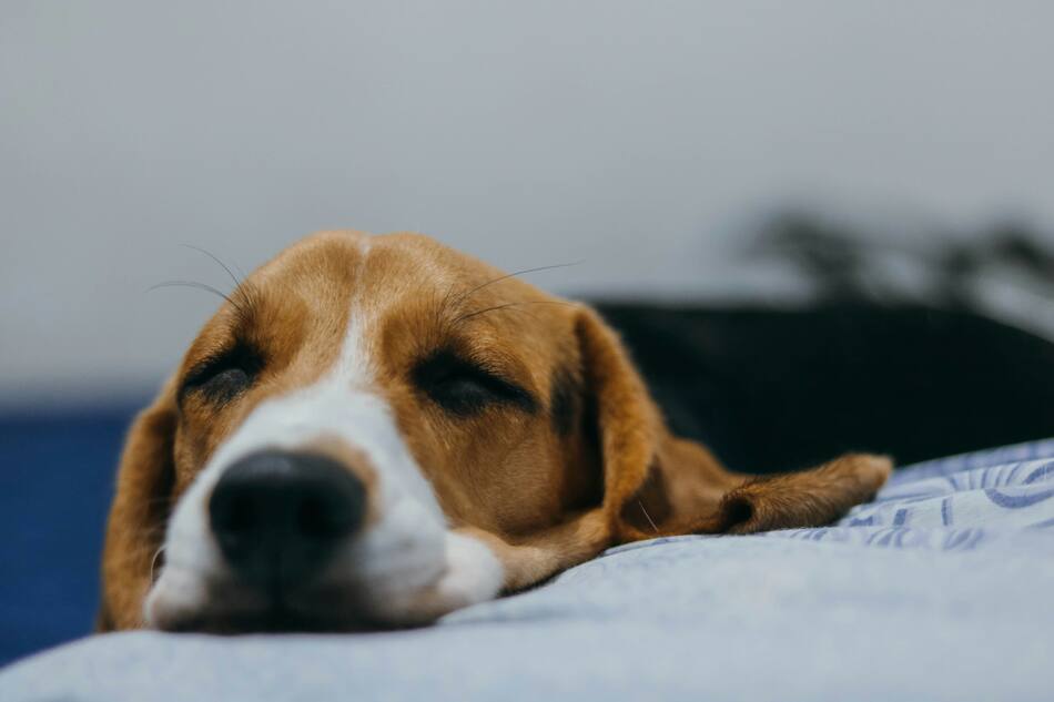Perros. Foto: Unsplash.