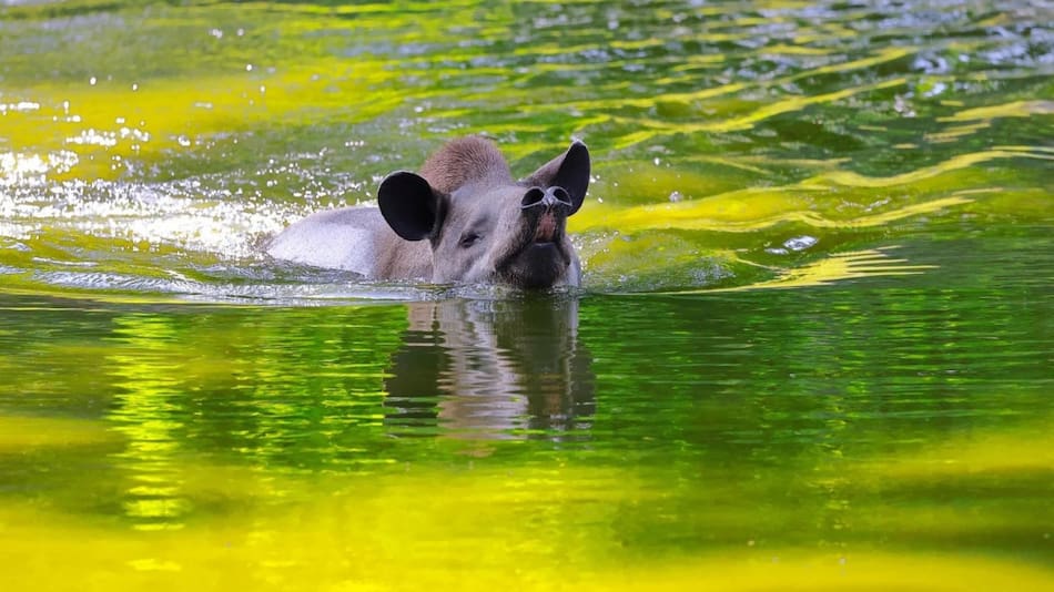 Tapir. Fuente: Parque Estatal Cunhambebe (PEC)
