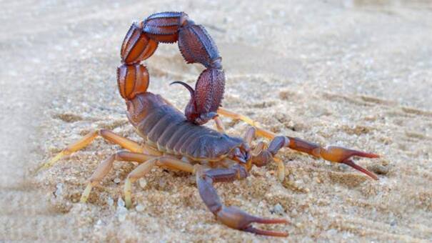 Drama en Santa Fe: bebé de 9 meses murió tras ser picado por alacrán